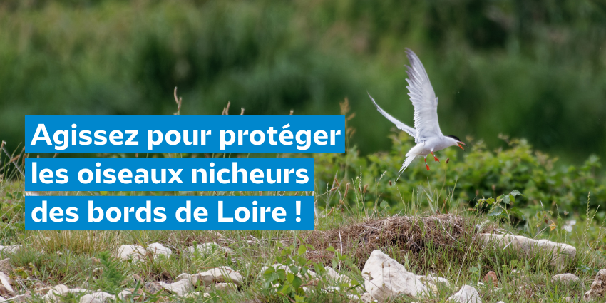 Agissez pour protéger les oiseaux nicheurs des bords de Loire !